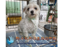 서울 성북구 화랑로19길 19-5 노점 앞에서 말티즈 발견 보호