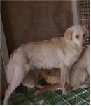 경남 고성 마암면 삼덕4길 26-7에서 갈색 강아지 발견 보호