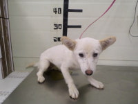 경기 가평 현리에서 흰색 강아지 발견 보호