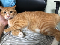 경기 시흥 정왕동에서 갈백색 고양이 발견 보호