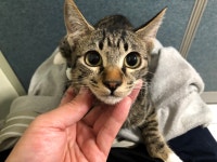 경기 시흥 정왕동에서 갈흑백색 어린 고양이 발견 보호