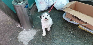 강원 강릉 주문로 강릉여인숙에서 흰검정색 강아지 발견 보호