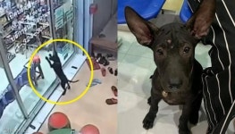산책 중 주인 잃어버리자 단골 동물병원 찾아가 도움 요청한 강아지