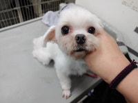 광주 남구 월산동에서 말티즈 발견 보호