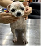 충남 부여 외산 가는 산길에서 말티즈 발견 보호