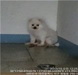 대전 서구 정림동에서 포메라니안 발견 보호