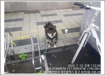 대전 중구 유천동 벽산프라자 주변에서 시바 발견 보호