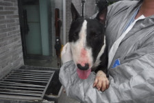 제주 제주시 애월근린공원 테니스장에서 불 테리어 발견 보호