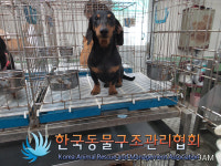 서울 송파구 중대로 문정2동주민센터 인근에서 닥스훈트 발견 보호