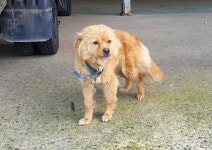 경남 남해 남해읍 토촌마을에서 갈색 강아지 발견 보호