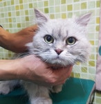 충남 아산 배미동 서진아파트에서 페르시안 친칠라 발견 보호