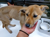 광주 광산구 흑석동에서 갈색 강아지 발견 보호