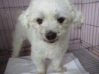 부산 사하구 동매로 152-1에서 말티즈 발견 보호