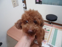 서울 양천구 신월동238-20에서 푸들 발견 보호