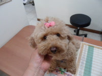 서울 양천구 신월동 238-20에서 크림색 푸들 발견 보호