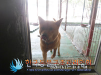 서울 송파구 충민로 가든파이브라이프 인근에서 갈검색 강아지 발견 보호..파랑빨강 목걸이