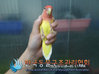 서울 영등포구 영등포동 고경호황소곱창 인근에서 앵무새 발견 보호