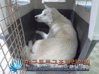 서울 강북구 수유동 애니케어동물병원 앞에서 흰색 강아지 발견 보호
