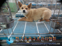 서울 구로구 구로동 구로거리공원 옆 도림천변에서 갈색 강아지 발견 보호