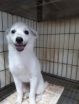 강원 원주 단구시장 근처에서 스피츠 발견 보호