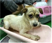 충남 부여 규암에서 노랑, 귀갈색 강아지 발견 보호