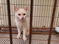 전남 화순 화순읍 중앙로 93-6에서 흰색 고양이 발견 보호