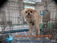 서울 금천구 시흥5동에서 포메라니안 발견 보호