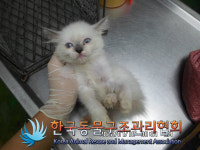 서울 강서구 공항동에서 새끼 렉돌 고양이 발견 보호