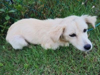 전남 구례군 마산면 냉천2길에서 흰색 강아지 발견 보호