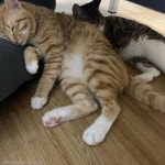 고양이랑 같이 살더니 식빵 자세 배운 강아지..나도 잘 굽개!