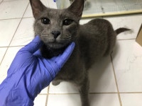 경기 안양 안양동에서 러시안 블루 발견 보호