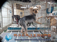 경기 김포 통진읍 서암리 휴먼시아아파트에서 요크셔 테리어 발견 보호