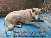 경기 연천 전곡읍 늘목리보건진료소에서 백구 발견 보호