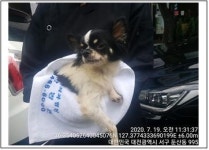 대전 중구 옥계동에서 치와와 발견 보호