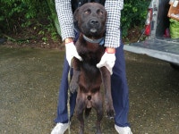 경남 창원 진전면 태진휴게소 주변에서 검정색 강아지 발견 보호