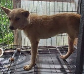 경북 청도 금천면 금천로 600에서 흰색 강아지 발견 보호