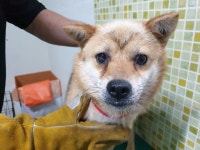 충남 아산 번영로 86번길 하얏트모델 주변 공사장에서 흰갈색 강아지 발견 보호