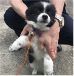 충남 부여 홍산면 파출소에서 흰검정 점박이 강아지 발견 보호