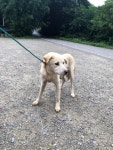 충남 당진시 삽교천1길 46번지에서 흰색 강아지 발견 보호