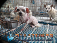 서울 금천구 시흥대로 228 구두방가건물 밑에서 말티즈 발견 보호