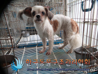서울 강서구 개화동로 416 복지개화충전소 화장실에서 시츄 발견 보호