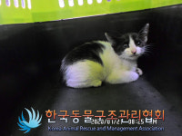서울 송파구 백제고분로 63에서 검흰색 어린 고양이 발견 보호
