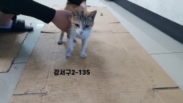 부산 강서 미음산단로 8번길 93에서 삼색 고양이 발견 보호