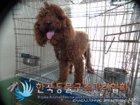 서울 동대문구 외대역 동로 85에서 푸들 발견 보호