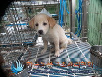 서울 중랑구 신내두산아파트 관리사무소 옆 화단에서 갈흰색 어린 강아지 발견 보호