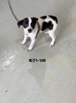 부산 북구 금곡주공2단지에서 검흰색 강아지 인수..주인 투병