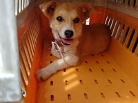 경남 창원 내서 감천초등학교에서 황흰색 어린 강아지 발견 보호..빨간 목줄