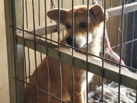 경남 함양군 개평마을 회관에서 갈색 강아지 발견 보호