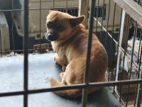 경남 함양군 수동면 본통주유소에서 갈색 강아지 발견 보호