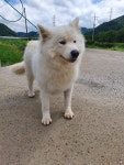 전남 광양 중마동에서 사모예드 발견 보호